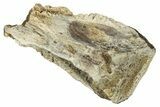 Large, Fossil Triceratops Shed Tooth - Montana #350661-1